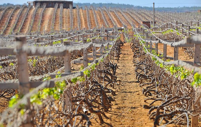 河北葡萄專用滴灌產(chǎn)品_管材欄目