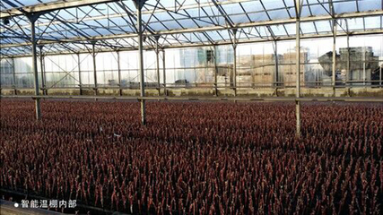 【中葡網微招商】脫毒葡萄苗木與先進釀酒設備——助力現代葡萄酒產業發展